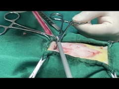 Vet ultrasonic scalpel in pets' surgery